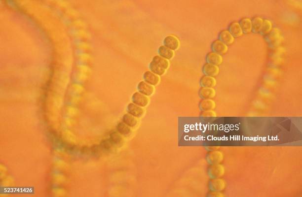 close-up of anabaena cyanobacteria - anabaena spiroides stock pictures, royalty-free photos & images