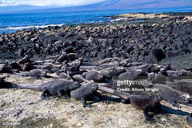 black iguanas blend with rocks on isla fernandina - galapagos land iguana fotografías e imágenes de stock