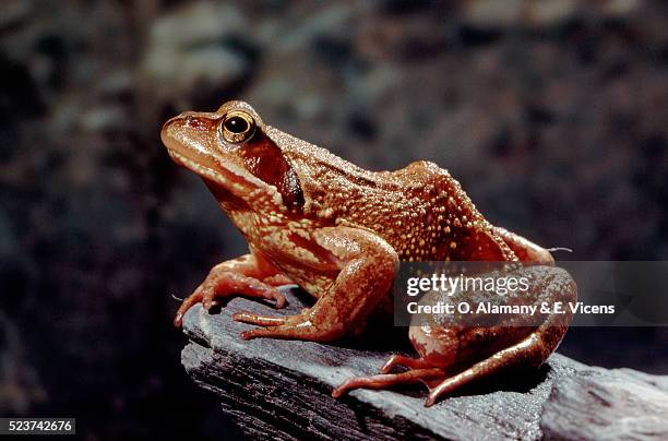 female common frog - female animal stock pictures, royalty-free photos & images