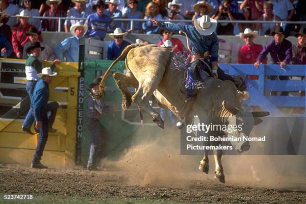 cowboy riding bull - rodeo bull stock-fotos und bilder