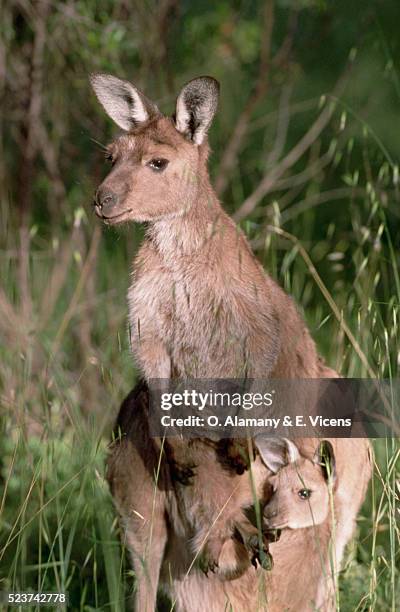 western grey kangaroo and joey - animal pouch stock pictures, royalty-free photos & images