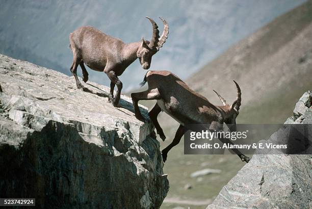 alpine ibexes crossing mountain rocks - ibex fotografías e imágenes de stock