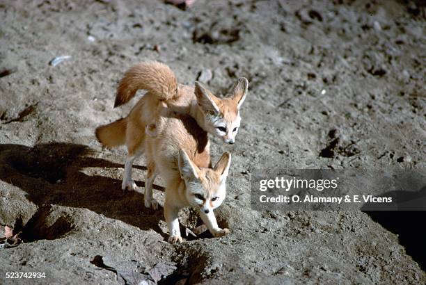 two young fennec foxes - fennec fox stock pictures, royalty-free photos & images