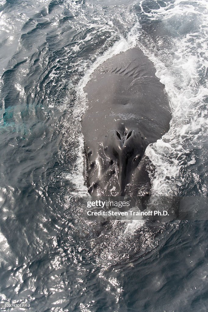 Humpback whale nose