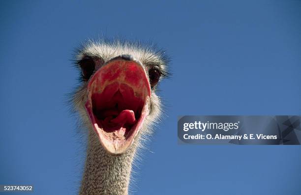 wide open mouth of male ostrich - kalahari gemsbok nationalpark bildbanksfoton och bilder
