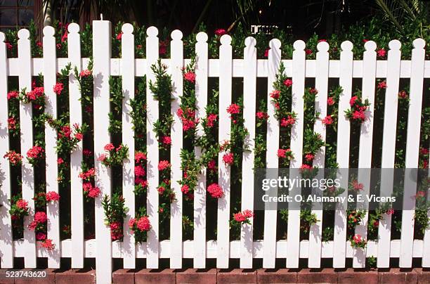 garden fence with orange flowers - steccato foto e immagini stock