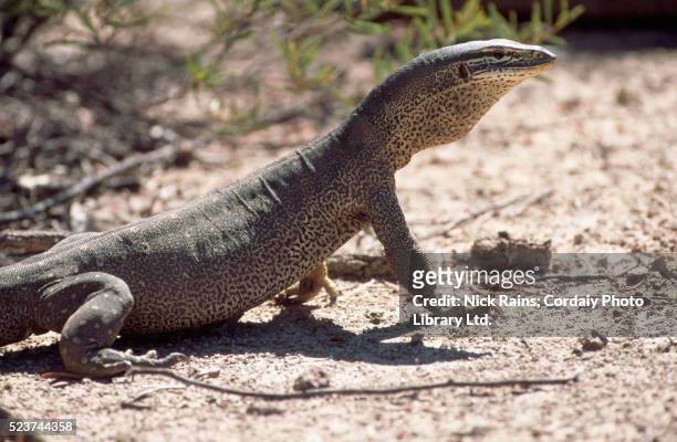 4,247 Monitor Lizard Photos and Premium High Res Pictures - Getty Images