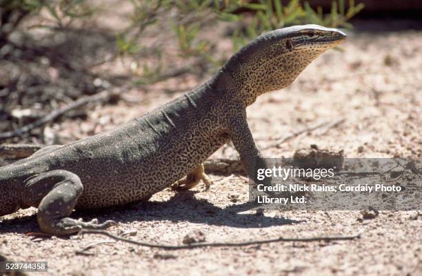 large goanna - monitor lizard stock pictures, royalty-free photos & images