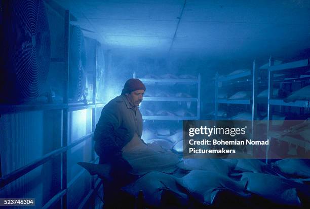 man loading halibut into freezer - congelador fotografías e imágenes de stock