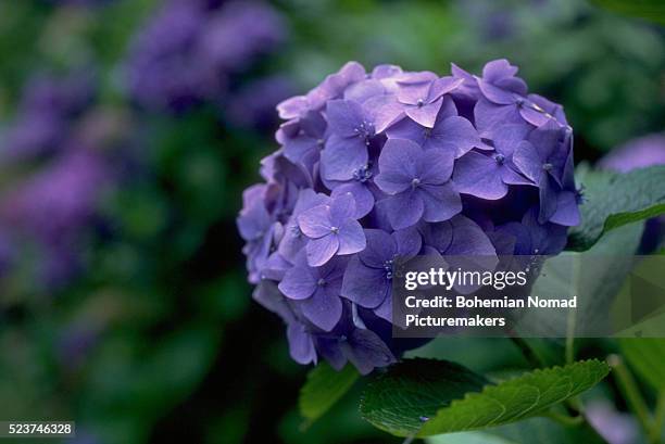 purple hydrangea cluster - アジサイ ストックフォトと画像