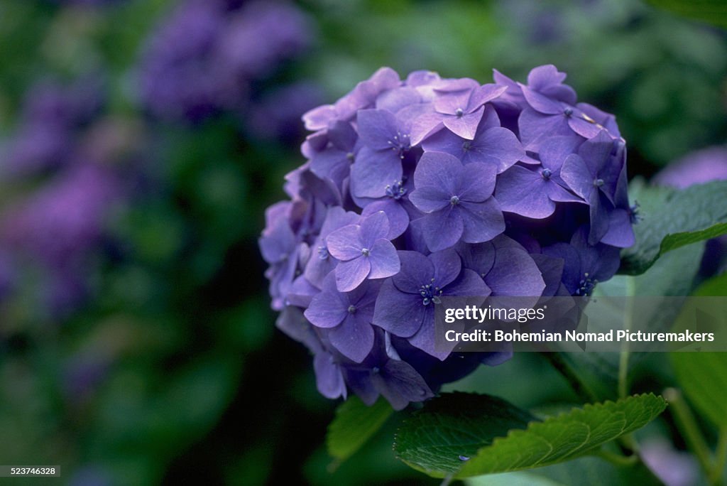 Purple Hydrangea Cluster