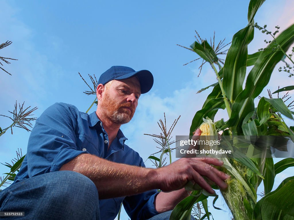 Farmer Inspecting Corn