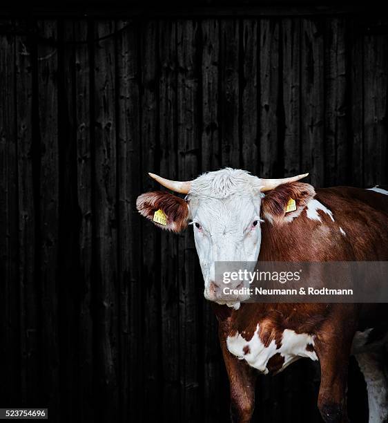 cow portrait - cowshed stock pictures, royalty-free photos & images