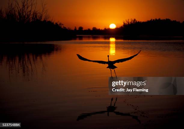 great blue heron sunrise - everglades stock-fotos und bilder