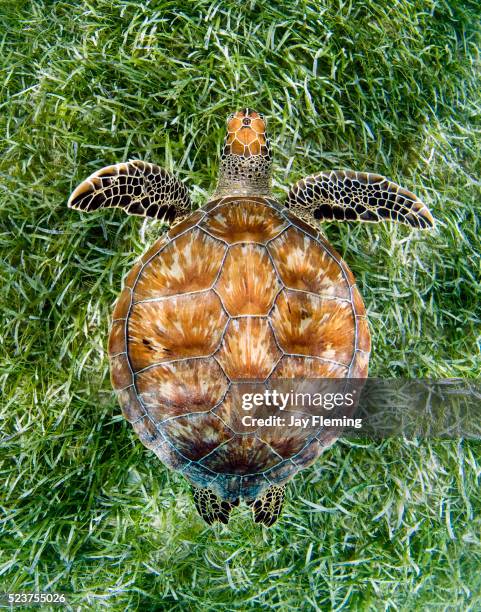green sea turtle from above - sea grass stock pictures, royalty-free photos & images