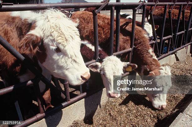 hereford cows - hereford cow stock pictures, royalty-free photos & images