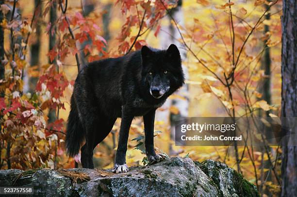 black wolf - black wolf foto e immagini stock