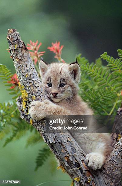 lynx cub on tree branch - lynx stock pictures, royalty-free photos & images