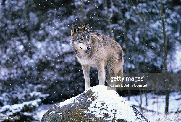 gray wolf on snowy rock - grijze wolf stockfoto's en -beelden