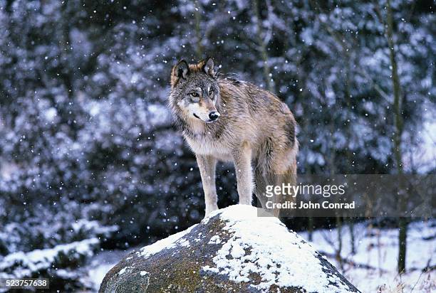 gray wolf on snowy rock - wolfpack stock pictures, royalty-free photos & images