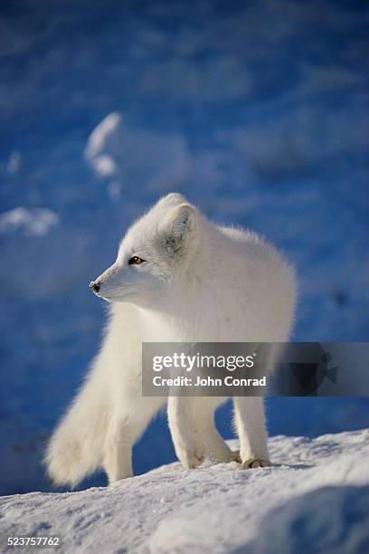 arctic fox - arctic fox stock pictures, royalty-free photos & images