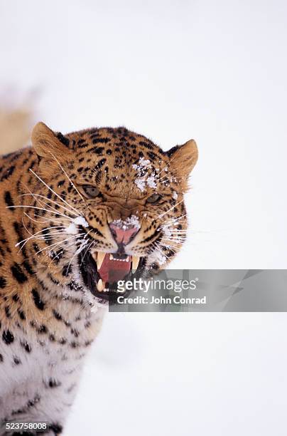 snarling amur leopard - amur leopard stock pictures, royalty-free photos & images