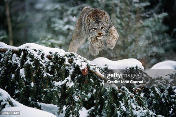 canada lynx pouncing - canadian lynx fotografías e imágenes de stock