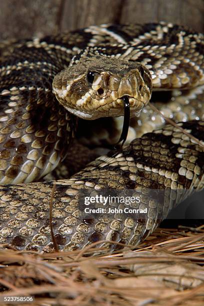 Diamondback Rattle 98 Eastern Diamondback Rattlesnake Stock Photos, High-Res Pictures, and ...