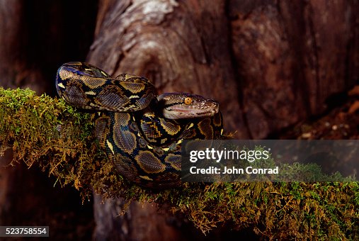 Coiled Reticulated Python Coiled Reticulated Python