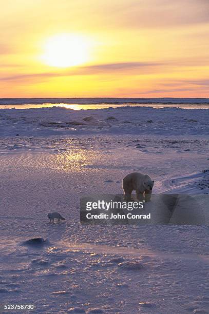 polar bear and arctic fox in the shadows - arctic fox stock pictures, royalty-free photos & images