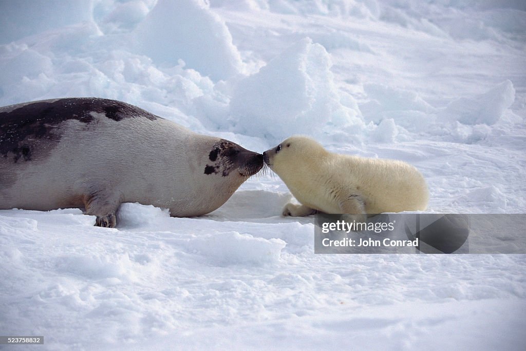 Mother and Pup Harp Seal Greeting