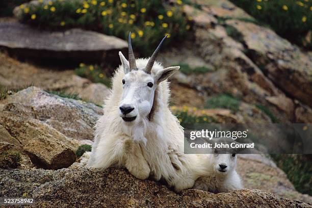 rocky mountain goat and kid - schneeziege stock-fotos und bilder