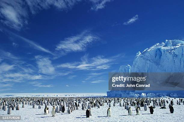 emperor penguin colony - antartica stock-fotos und bilder