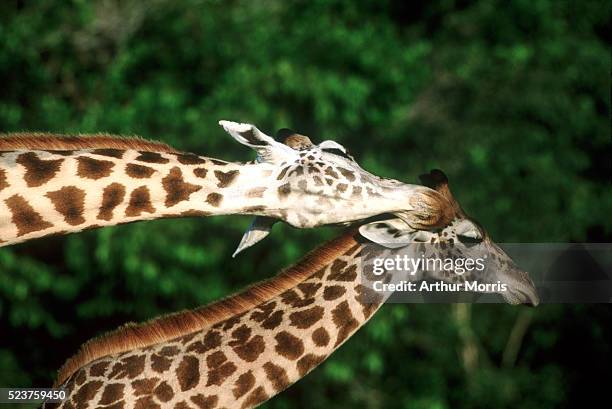 masai giraffes - tierfamilie stock-fotos und bilder