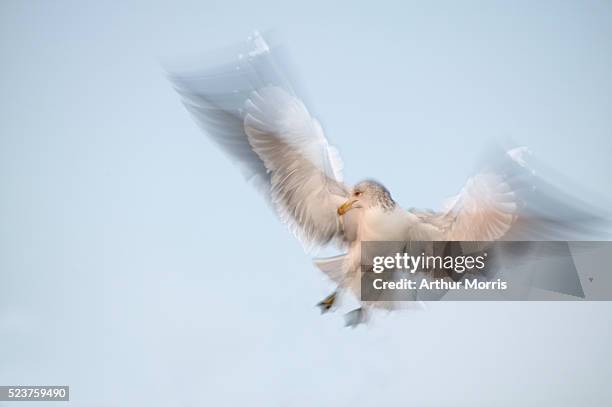 california gull in flight - gaviota de california fotografías e imágenes de stock
