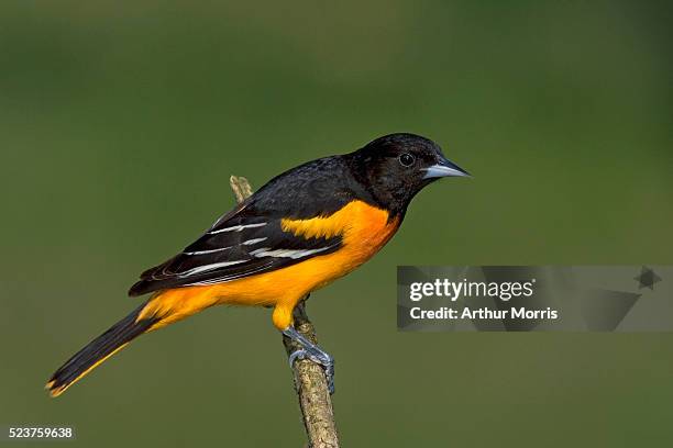 adult baltimore oriole perching - papafigo - fotografias e filmes do acervo