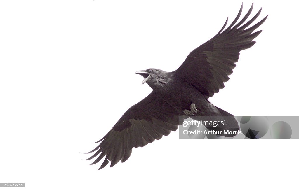 Ri Raven Common Raven In Flight High-Res Stock Photo - Getty Images