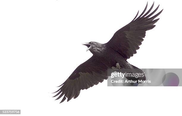 common raven in flight - raven imagens e fotografias de stock