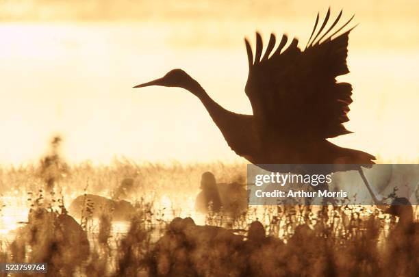 sandhill crane tacking off in flight - bosque del apache national wildlife reserve stockfoto's en -beelden