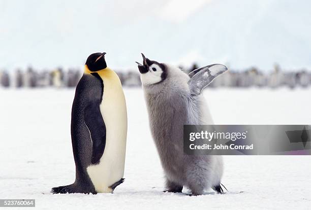 penguin chick begging for food - animal call fotografías e imágenes de stock