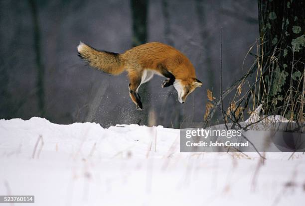 red fox jumping in the snow - fox stock pictures, royalty-free photos & images