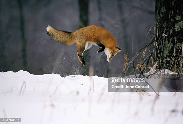 red fox jumping in the snow - vildhund bildbanksfoton och bilder