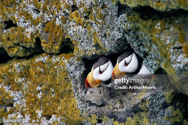 horned puffins peering from rocks - puffins usa stock pictures, royalty-free photos & images