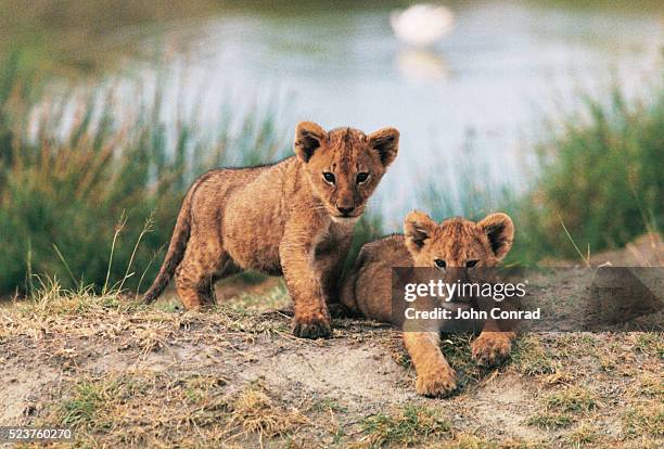 lion cubs - löwenjunges stock-fotos und bilder