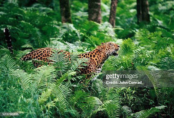 amur leopard in lush forest - floresta pluvial imagens e fotografias de stock