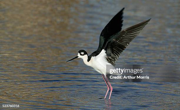 black-necked stilt flapping - sonny bono salton sea national wildlife refuge stock pictures, royalty-free photos & images