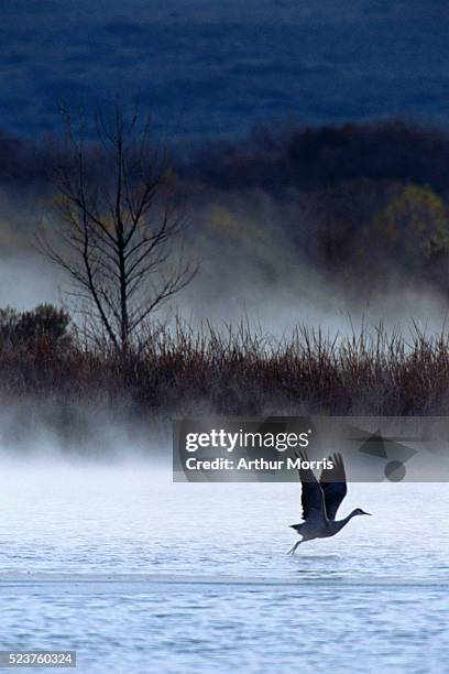 sandhill crane landing on water - bosque del apache national wildlife reserve stockfoto's en -beelden