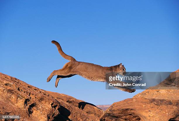leaping mountain lion - utah stock pictures, royalty-free photos & images