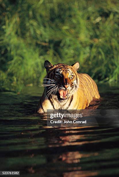 bengal tiger in water - a bengal tiger stockfoto's en -beelden