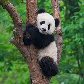 Cute panda bear climbing in tree